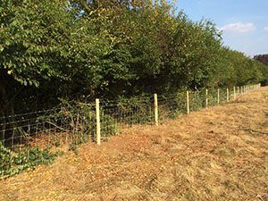 Stock Fencing