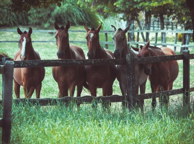 Group of horses