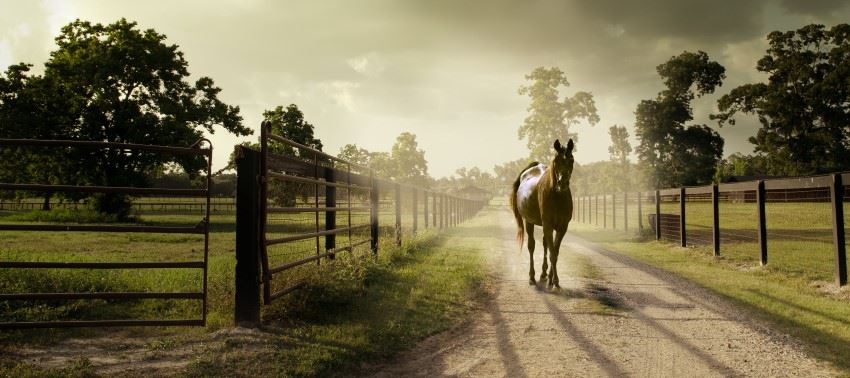 Horse and fencing