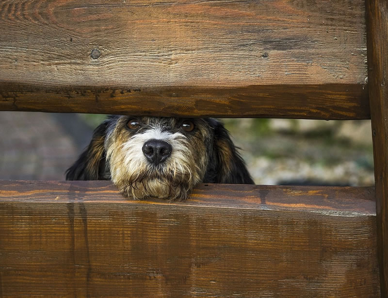 Dog at fence