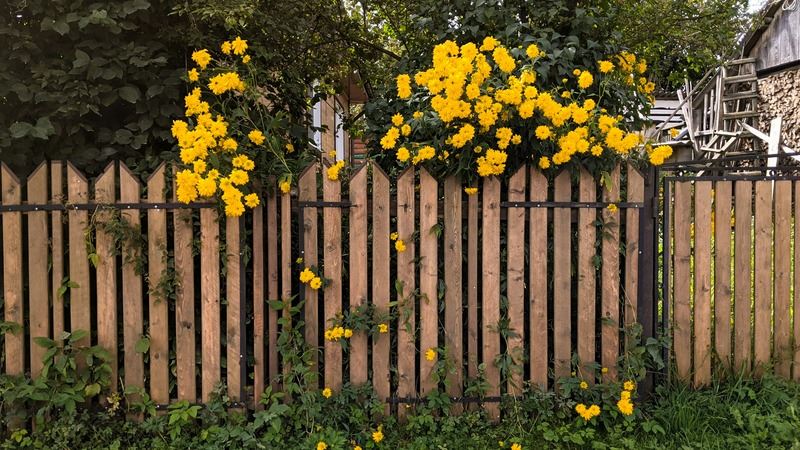 Flowers growing on a garden fence