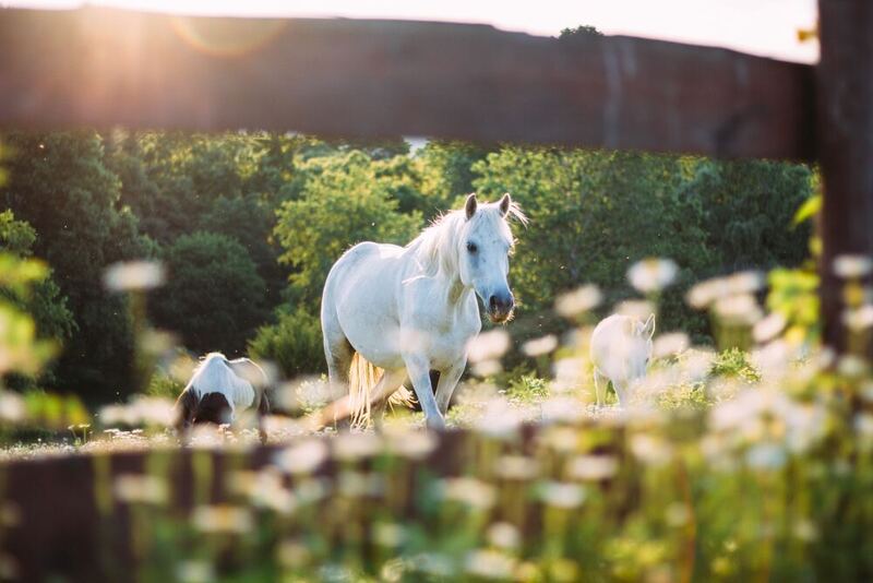 Horse fencing on a field