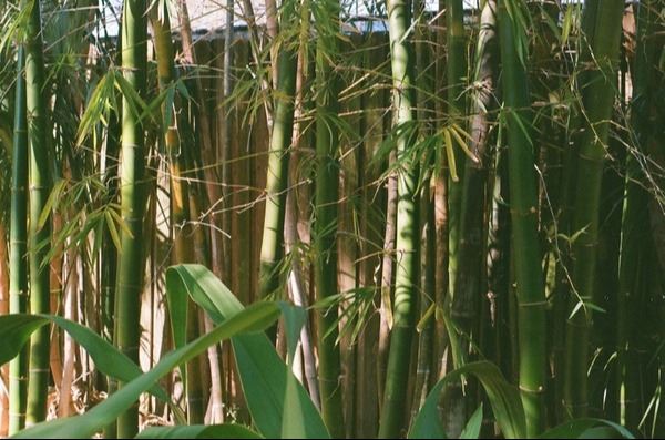 Bamboo planted alongside a fence