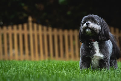 Dog and garden fence