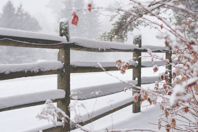 Timber fencing in winter