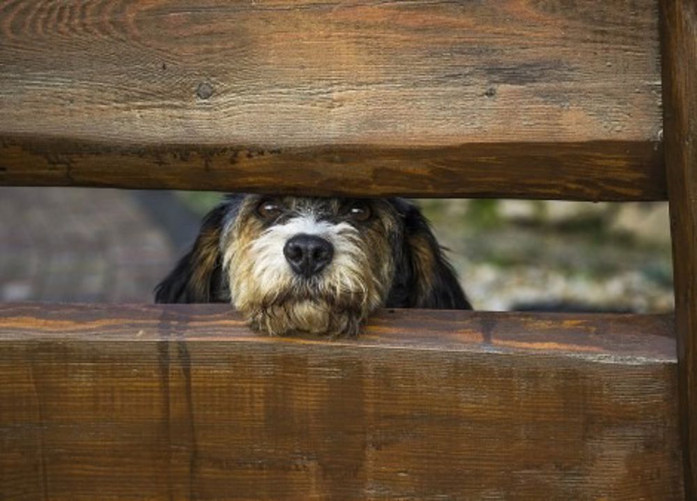 Dog-Proof Garden Fencing