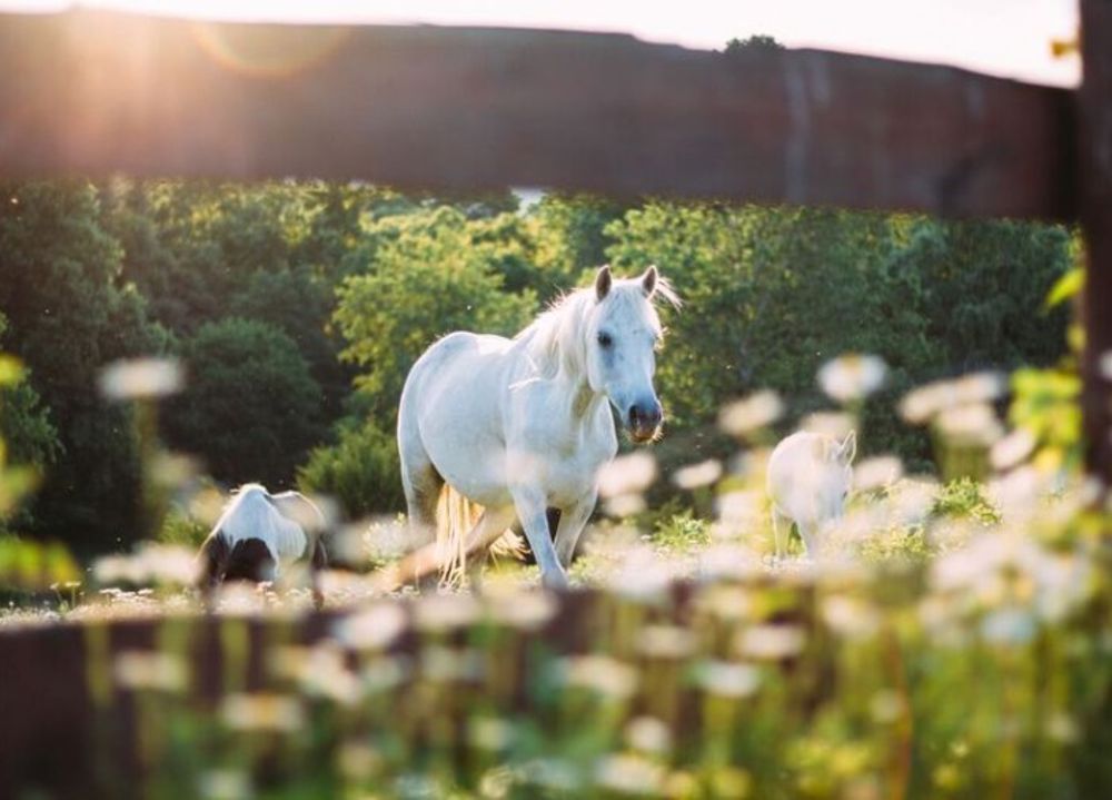 A Guide to Horse Fencing: Types, Recommendations and Considerations