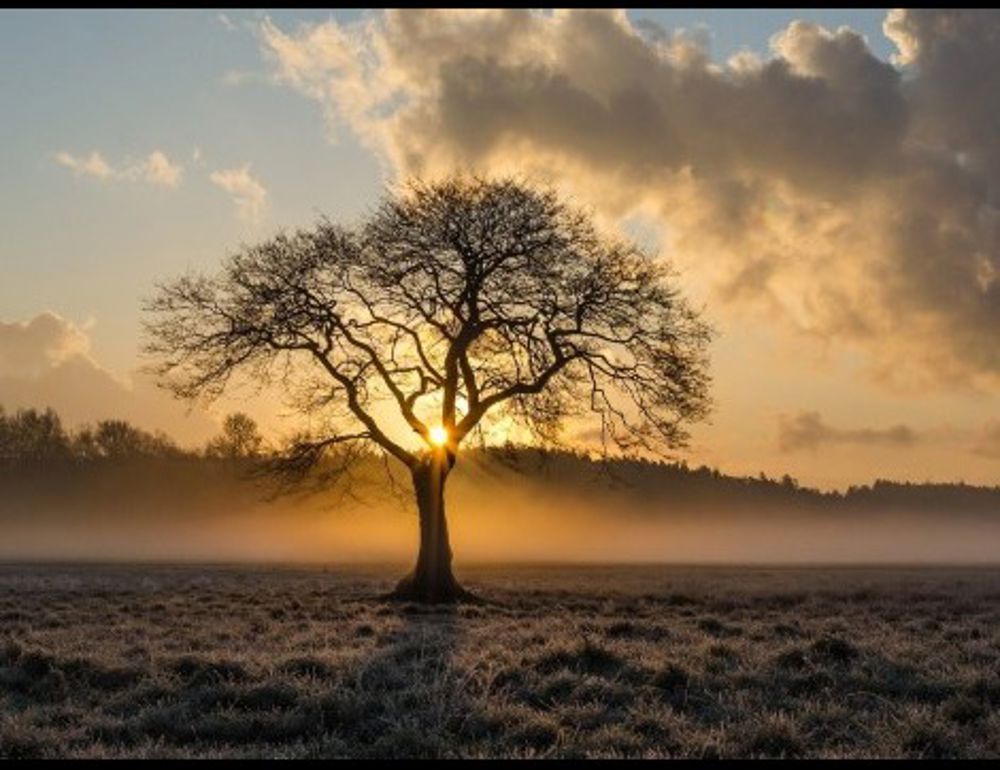 Sustainable Timber Fencing: Our Commitment to the Environment