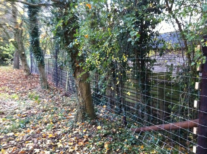 Creosoted deer fencing