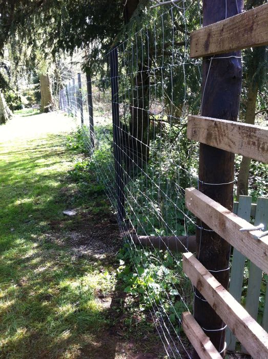 Creosoted deer fencing (1)